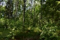 Pine trees. Birch Grove. Green grass. Forest. The rays of the sun make their way through Royalty Free Stock Photo