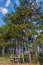 Black Pine Trees in The Vienna Woods