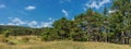 Black Pine Trees in The Vienna Woods