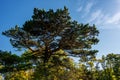 Black Pine Trees in The Vienna Woods