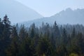 Pine trees black stylized silhouette photo