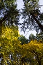 Pine Trees and Broadleaves with Colorful Foliage at Westmoreland Park Nature Playground in Portland, Oregon, USA