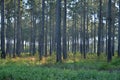 Pine trees Royalty Free Stock Photo