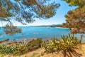 Pine trees byn the sea in Santa Maria Navarrese beach