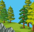 Pine trees in the camping site