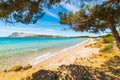 Pine trees in Capo Coda Cavallo shoreline Royalty Free Stock Photo