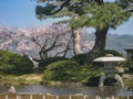 Pine trees and cherry blossoms, Kanazawa, Japan Royalty Free Stock Photo