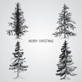 Pine trees. Christmas trees realistic hand drawn vector set, isolated over white Royalty Free Stock Photo