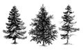 Pine trees / Christmas trees