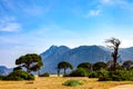 Pine trees on Cirali ÃÆÃÂ§ÃâÃÂ±ralÃâÃÂ± Beach