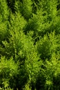 Pine trees close up Royalty Free Stock Photo