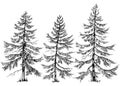 Pine trees collection