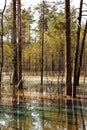 Pine trees on the colored water