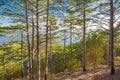 Pine trees in coniferous forest on mountainside at sunset Royalty Free Stock Photo