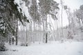 Pine trees coverd snow in the forest. Winter scenery Royalty Free Stock Photo