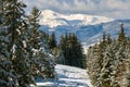 Pine trees covered with fresh fallen snow in winter mountain forest on cold bright day Royalty Free Stock Photo