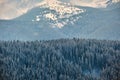 Pine trees covered with fresh fallen snow in winter mountain forest on cold bright day Royalty Free Stock Photo