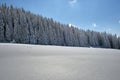 Pine trees covered with fresh fallen snow in winter mountain forest on cold bright day Royalty Free Stock Photo