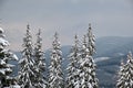 Pine trees covered with fresh fallen snow in winter mountain forest in cold gloomy evening Royalty Free Stock Photo