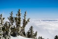 Pine trees covered in frost high on the mountain; sea of white clouds covering the valley in the background, Mount San Antonio (Mt Royalty Free Stock Photo