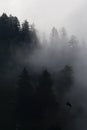 Pine trees covered in mist, black and white, whispy clouds Royalty Free Stock Photo