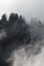 Pine trees covered in mist, black and white, whispy clouds Royalty Free Stock Photo