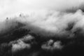 Pine trees covered in mist, black and white, whispy clouds