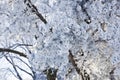 Frosted Pine Trees in Winter with Sun Shining Behind Royalty Free Stock Photo