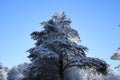 Pine trees are covered in silver