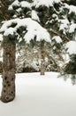 Pine trees covered in snow