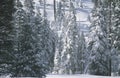 Pine Trees Covered in Snow, Royalty Free Stock Photo