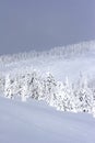 Pine trees covered with snow Royalty Free Stock Photo