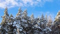 Pine trees covered with snow against blue sky. Winter landscape. Royalty Free Stock Photo