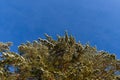 Pine trees covered with snow against clear blue sky on sunny winter day. Branches under white snow. Winter background with copy Royalty Free Stock Photo