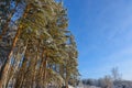 Pine trees covered with snow against clear blue sky on sunny winter day. Branches under white snow. Winter background with copy Royalty Free Stock Photo