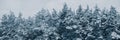 Pine trees covered with snow in cloudy weather Royalty Free Stock Photo