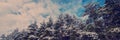 Pine trees covered with snow in cloudy weather Royalty Free Stock Photo