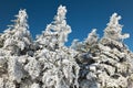 Pine trees covered by snow