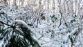 Pine trees covered with snow on frosty day at beautiful winter of Japan