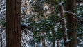 Pine trees covered with snow on frosty day at beautiful winter of Japan