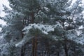 Beautiful winter panorama. Pine trees covered with snow on frosty evening.