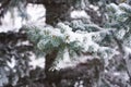 Pine trees covered by snow and ice