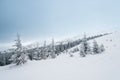 pine trees covered with snow. landscape in winter mountains. Christmas background Royalty Free Stock Photo