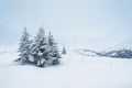 pine trees covered with snow. landscape in winter mountains. Christmas background Royalty Free Stock Photo