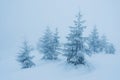 pine trees covered with snow. landscape in winter mountains. Christmas background Royalty Free Stock Photo