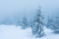 pine trees covered with snow. landscape in winter mountains. Christmas background Royalty Free Stock Photo