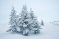 pine trees covered with snow. landscape in winter mountains. Christmas background Royalty Free Stock Photo