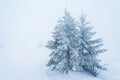 pine trees covered with snow. landscape in winter mountains. Christmas background Royalty Free Stock Photo