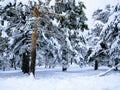 pine trees covered in snow Royalty Free Stock Photo