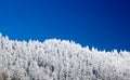 Pine trees covered in snow on skyline